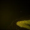 Thumbnail for dataset Fig6_Whole_brain_imaging19_20180328_115224