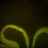 Thumbnail for dataset Fig6_Whole_brain_imaging33_20180328_125109