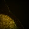 Thumbnail for dataset Fig6_Whole_brain_imaging42_20180328_132902