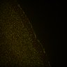 Thumbnail for Fig6_Whole_brain_imaging72_20180328_153547
