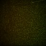 Thumbnail for Fig6_Whole_brain_imaging73_20180328_153955