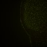 Thumbnail for dataset Fig6_Whole_brain_imaging87_20180328_163823