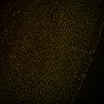 Thumbnail for Fig6_Whole_brain_imaging93_20180328_170340