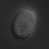 Thumbnail for dataset RNAi_T12D8.6_071101_01