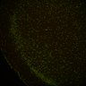 Thumbnail for dataset Fig6_Whole_brain_imaging122_20180328_190632