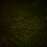 Thumbnail for dataset Fig6_Whole_brain_imaging126_20180328_192328