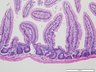 Thumbnail for dataset mouseintestine_d0