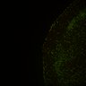 Thumbnail for Fig6_Whole_brain_imaging130_20180328_194026