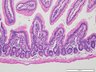 Thumbnail for dataset mouseintestine_d2
