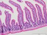 Thumbnail for dataset mouseintestine_d3