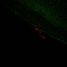 Thumbnail for dataset Fig6_Whole_brain_imaging147_20180328_205254