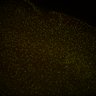 Thumbnail for dataset Fig6_Whole_brain_imaging150_20180328_210545