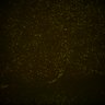 Thumbnail for dataset Fig6_Whole_brain_imaging152_20180328_211423