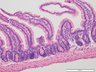 Thumbnail for dataset mouseintestine_d5