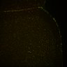 Thumbnail for dataset Fig6_Whole_brain_imaging160_20180328_214847
