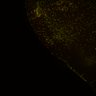 Thumbnail for Fig6_Whole_brain_imaging166_20180328_221446