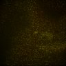 Thumbnail for dataset Fig6_Whole_brain_imaging167_20180328_221904