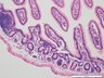 Thumbnail for dataset mouseintestine_d16