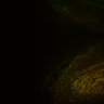 Thumbnail for Fig6_Whole_brain_imaging208_20180329_11933
