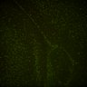 Thumbnail for dataset Fig6_Whole_brain_imaging213_20180329_14154