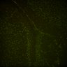 Thumbnail for dataset Fig6_Whole_brain_imaging214_20180329_14622