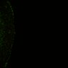 Thumbnail for dataset Fig6_Whole_brain_imaging216_20180329_15519