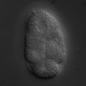 Thumbnail for dataset RNAi_T12D8.6_071101_02