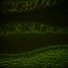 Thumbnail for dataset Fig6_Whole_brain_imaging224_20180329_23109