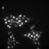 Thumbnail for dataset Figure2D_Panc02_GAS_IFN-v