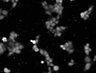 Thumbnail for dataset Fig2B_Control