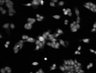 Thumbnail for dataset Fig3A_DMSO