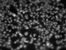 Thumbnail for dataset Fig3A_non-TRPC3