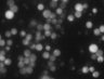 Thumbnail for dataset Fig4B_TRPC6