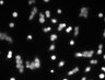 Thumbnail for dataset Fig4C_TRPC7