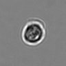 Thumbnail for dataset 3mix-timelapse-plate1_16