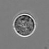 Thumbnail for dataset 3mix-timelapse-plate1_17