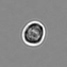 Thumbnail for dataset 3mix-timelapse-plate1_31