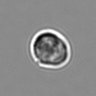 Thumbnail for dataset 3mix-timelapse-plate1_43