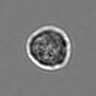 Thumbnail for dataset 3mix-timelapse-plate1_47