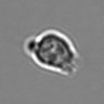 Thumbnail for dataset 3mix-timelapse-plate1_58