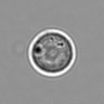 Thumbnail for dataset 3mix-timelapse-plate1_60