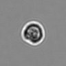 Thumbnail for dataset 3mix-timelapse-plate1_65