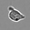 Thumbnail for dataset 3mix-timelapse-plate1_66