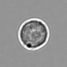 Thumbnail for dataset 3mix-timelapse-plate1_72