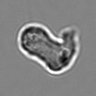 Thumbnail for dataset 3mix-timelapse-plate1_77