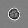 Thumbnail for dataset 3mix-timelapse-plate1_87