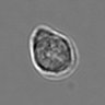 Thumbnail for dataset 3mix-timelapse-plate2_4