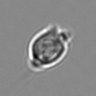 Thumbnail for dataset 3mix-timelapse-plate2_7