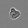 Thumbnail for dataset 3mix-timelapse-plate2_8