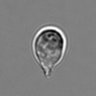 Thumbnail for dataset 3mix-timelapse-plate2_22
